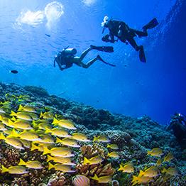 A FEW PRICE CHANGES ON MCNETT PRODUCTS